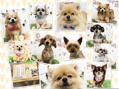 株式会社 Nice QunQunの画像・写真