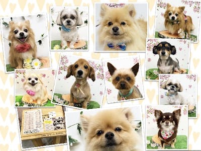 愛犬美容室　ＱＵＮＱＵＮ（クンクン）　イオン四日市尾平店の求人画像