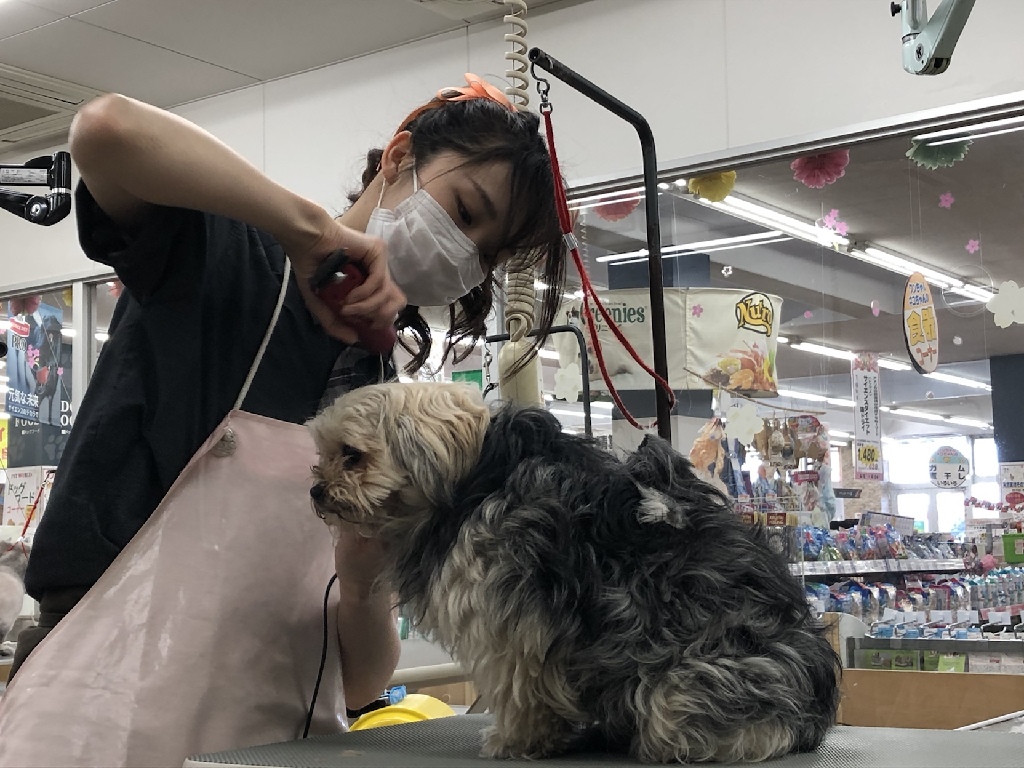 主婦活躍 ジョイフルエーケー 大曲店 大谷地駅 のパート アルバイト求人情報 しゅふjobパート No