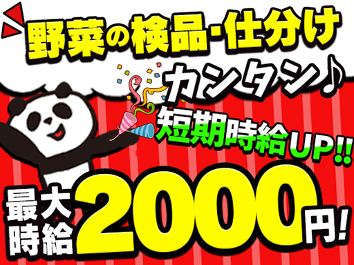 ライクスタッフィング株式会社のアルバイト情報