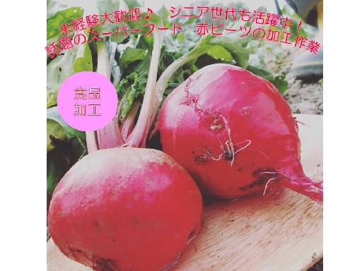 【江別市】開始9/1～　野菜（ビーツ）洗浄、皮むき、乾燥加工作業...