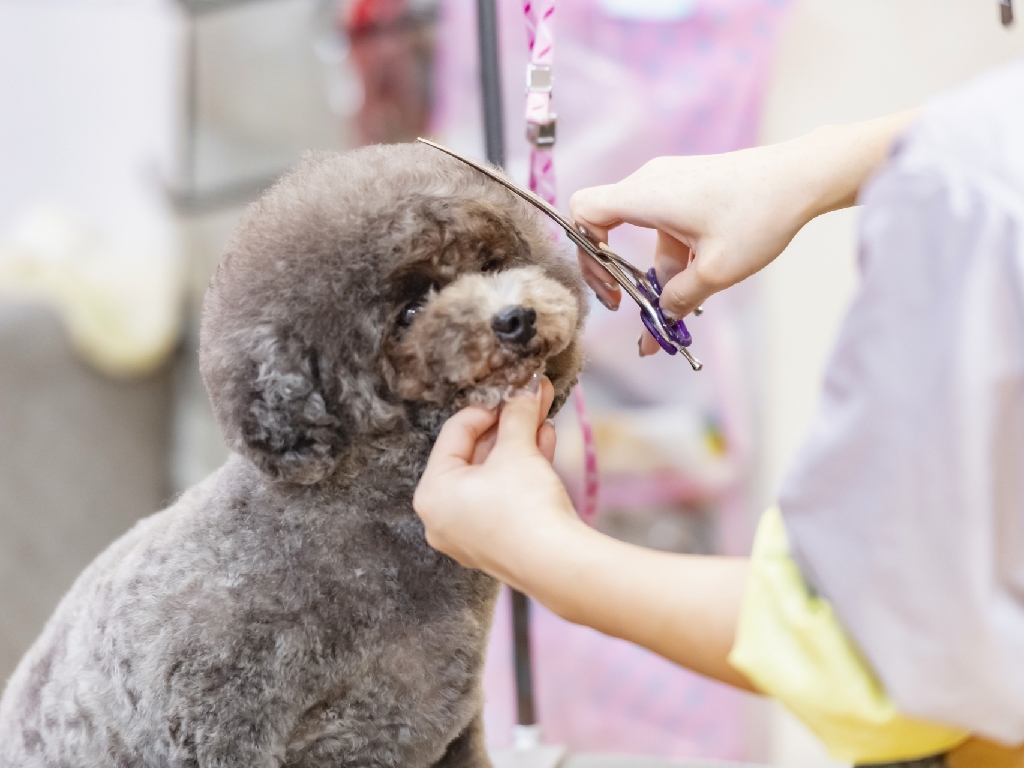 主婦 夫 活躍 ペット ウィズ 瀬戸商事株式会社 南福島駅 のパート アルバイト求人情報 しゅふjob No 主婦 夫 活躍 ペット ウィズ 瀬戸商事株式会社 南福島駅 のパート アルバイト求人情報 しゅふjob No