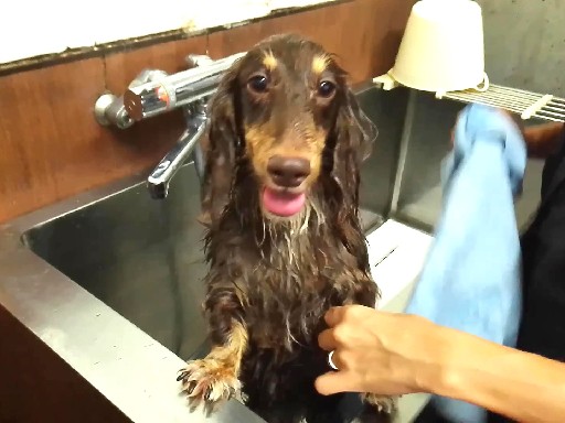 週3日～＼愛犬と同伴出勤ＯＫ／2024年オープンのドッグサロン★...
